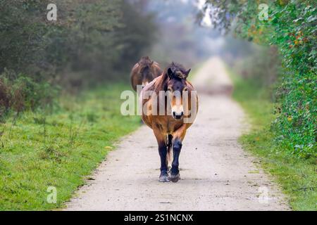 Großaufnahme des Exmoor Pony, Equus ferus caballus, in Schinkelbos Teil von Amsterdamse Bos, auf verschwindendem halbbefestigtem Weg in Richtung Horizont zwischen r Stockfoto