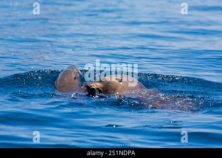Seelöwen auf der Insel La Lobera, in der Nähe der Insel Partida, Baja California, Mexiko. Stockfoto