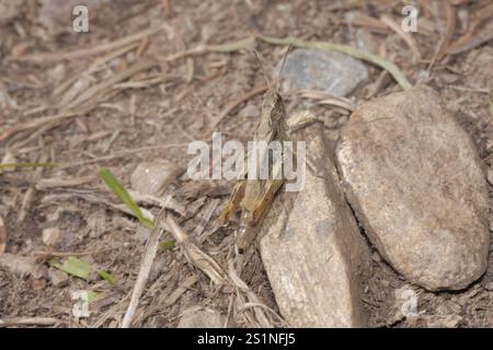 Lokomotive Grasshopper (Chorthippus apricarius) Stockfoto