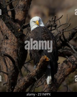 Im Winter fischen die Weißkopfseeadler am Eleven Mile Canyon im South Platte River. Stockfoto