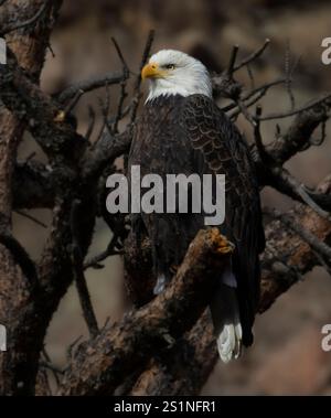 Im Winter fischen die Weißkopfseeadler am Eleven Mile Canyon im South Platte River. Stockfoto