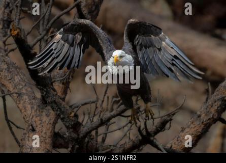 Im Winter fischen die Weißkopfseeadler am Eleven Mile Canyon im South Platte River. Stockfoto