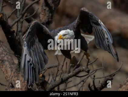 Im Winter fischen die Weißkopfseeadler am Eleven Mile Canyon im South Platte River. Stockfoto
