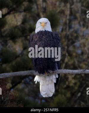 Im Winter fischen die Weißkopfseeadler am Eleven Mile Canyon im South Platte River. Stockfoto