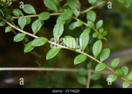 Kriechbeere (Gaultheria hispidula) Stockfoto