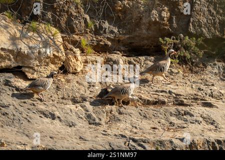 Drei Rebhühner, die auf felsigem Gelände im Sonnenlicht laufen, in Israel. Stockfoto