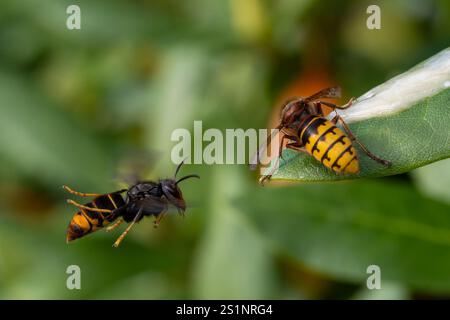 Asiatische Hornissen (Vespa velutina) fliegt bei Europäischer Hornissen (Vespa crabro) Stockfoto