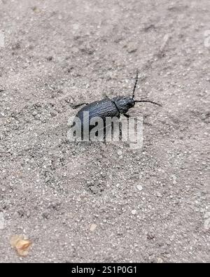 Schwarz durchstochener Blattkäfer (Galeruca tanaceti) Stockfoto