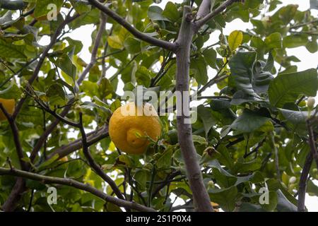 Frühlingszeit, wenn die bekannten sizilianischen Zitronen bereit für die Ernte sind. Detail der Zweige mit Blättern und einer Zitrone. Cassabile, Sizilien, Italien. Stockfoto