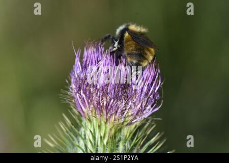 Weißschultrige Hummel (Bombus appositus) Stockfoto