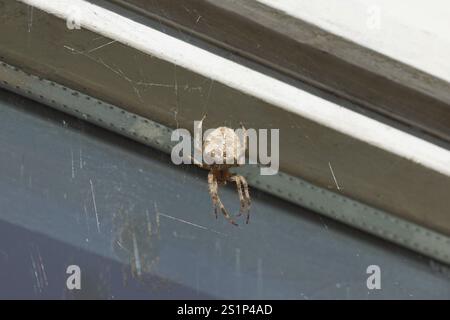 Weibliche Europäische Gartenspinne (Araneus diadematus). Vor einem Fenster. Holländischer Garten. Spätsommer, September. Familie Orb-Weber Spinnen Stockfoto