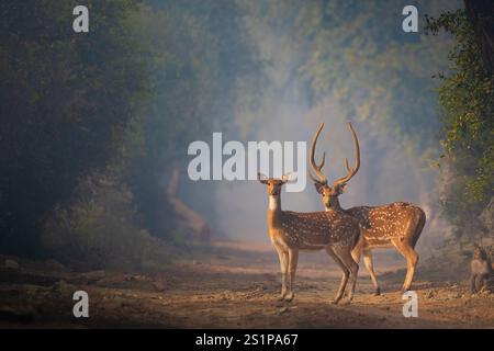Grace inmitten des Nebels: Gefleckte Hirsche im Bharatpur Sanctuary (Keoladeo National Park, Rajasthan) Stockfoto