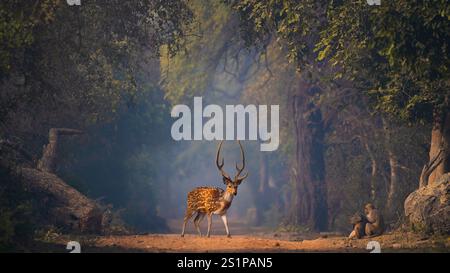 Grace in the Mist: Ein gefleckter Hirsch taucht in der bezaubernden nebligen Umarmung des Keoladeo-Nationalparks Rajasthan auf. Stockfoto