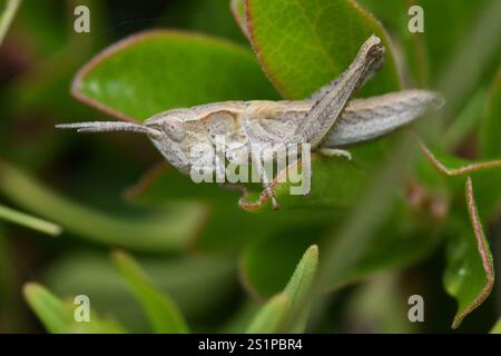 Rocky Mountain gestreute Heuschrecke (Chloealtis abdominalis) Stockfoto