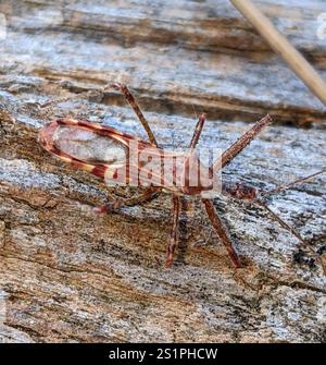 Vierschürzter Käfer (Zelus tetracanthus) Stockfoto