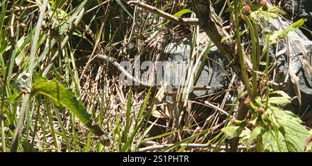 Gelbliche Whipsnake (Demansia psammophis) Stockfoto