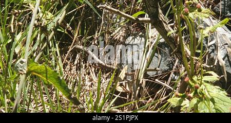 Gelbliche Whipsnake (Demansia psammophis) Stockfoto