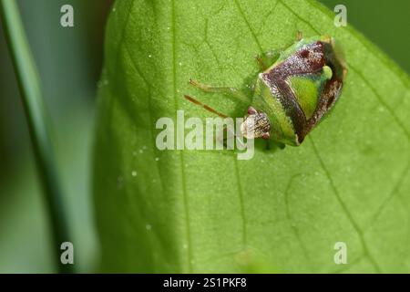 Grüner Burgunderstinkkäfer (Banasa dimidiata) Stockfoto