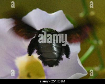 Raupenziegenbiene (Xylocopa latipes) Stockfoto