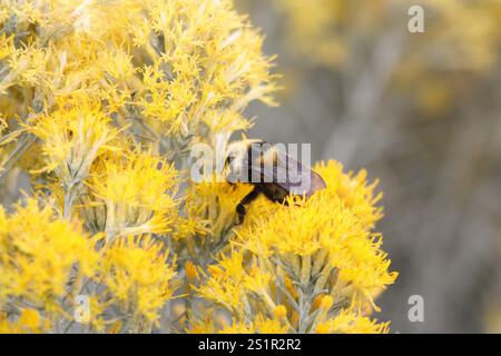 Weißschultrige Hummel (Bombus appositus) Stockfoto