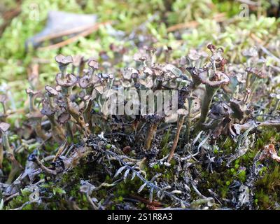 Gebräunte Pixie Flechten (Cladonia gracilis turbinata) Stockfoto