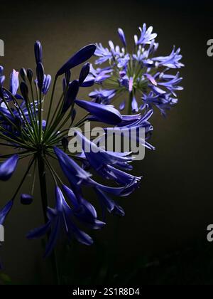 Nahaufnahme einer Gruppe lila Blumen auf dunklem Hintergrund. Agapanthus Stockfoto