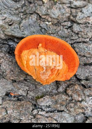 Nördliches Zinnober-Polypore (Trametes cinnabarina) Stockfoto