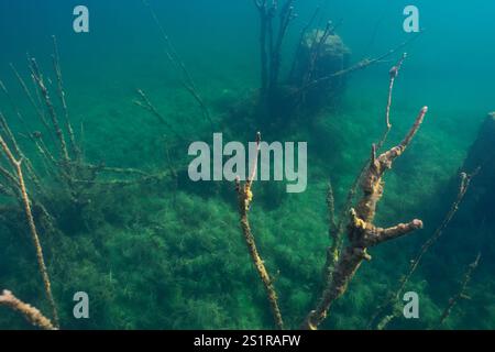 Geheimnisvoller Unterwasserwald in den Tiefen des Sees: Ein faszinierendes Unterwasserfoto von überfluteten Bäumen, umhüllt von einem Wassernebel. Stockfoto