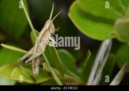 Rocky Mountain gestreute Heuschrecke (Chloealtis abdominalis) Stockfoto