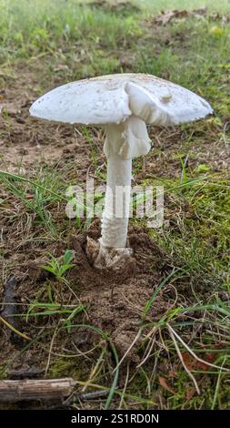 Amerikanische abrupte Bulbed Lepidella (Amanita abrupta) Stockfoto