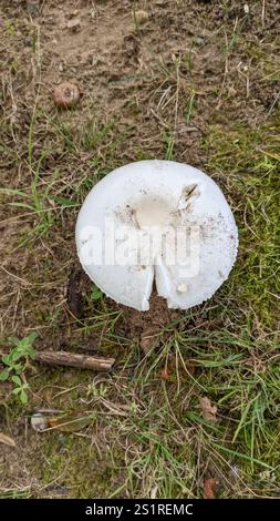 Amerikanische abrupte Bulbed Lepidella (Amanita abrupta) Stockfoto