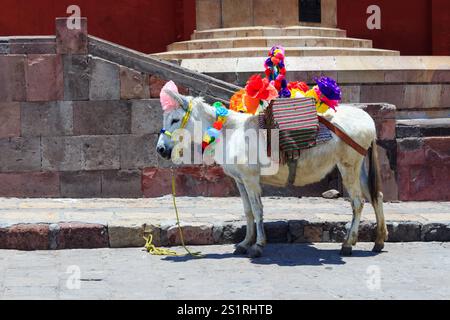 Porträt eines traditionellen Esels auf einem historischen Stadtplatz, San Miguel de Allende, Mexiko Stockfoto