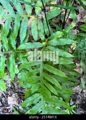 Netzkettenfarn (Woodwardia areolata) Stockfoto
