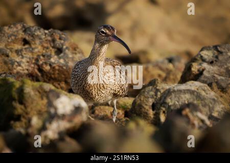 Wimbrel - Numenius phaeopus Watvogel mit langem Schnabel stehend und Fütterung bei Ebbe an der felsigen Küste, dem blauen Ozean und der Küste, versteckt Stockfoto