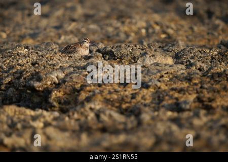 Wimbrel - Numenius phaeopus Watvogel mit langem Schnabel stehend und Fütterung bei Ebbe an der felsigen Küste, dem blauen Ozean und der Küste, versteckt Stockfoto