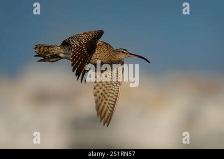 Wimbrel - Numenius phaeopus Watvogel mit langem Schnabel stehend und Fütterung bei Ebbe an der felsigen Küste, dem blauen Ozean und der Küste, versteckt Stockfoto