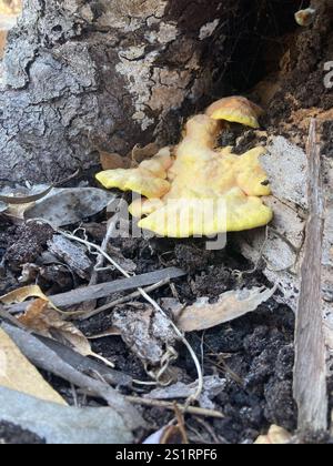 Westliches Hartholz-Schwefelregal (Laetiporus gilbertsonii) Stockfoto