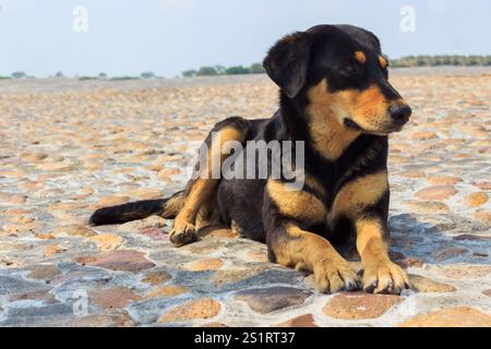 Black and Tan Dog liegt auf Steinboden im Freien, Canada de La Virgen, Mexiko Stockfoto