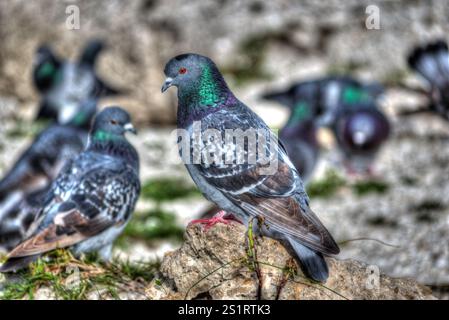 Florida Tauben im Park on Some Rocks. Mit Leuchtend Grünen Hälsen. Stockfoto