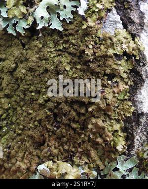 Polierte Tarnflechte (Melanelixia glabratula) Stockfoto