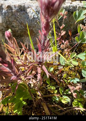 Weißer, kleinblütiger Pinsel (Castilleja parviflora albida) Stockfoto