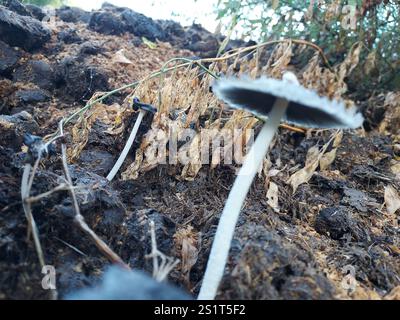 hasenfuß-Tintenkappe (Coprinopsis lagopus) Stockfoto