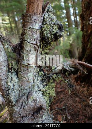 Schwefelstoppelflechte (Chaenotheca furfurfuracea) Stockfoto