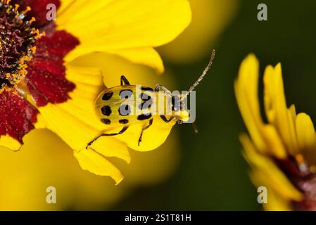 Gefleckter Gurkenkäfer Diabrotica undecimpunctata Insekt auf Tickseed Blume. Stockfoto