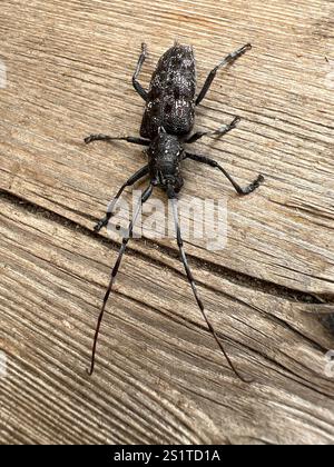 Kiefer Sawyer (Monochamus clamator) entdeckt Stockfoto