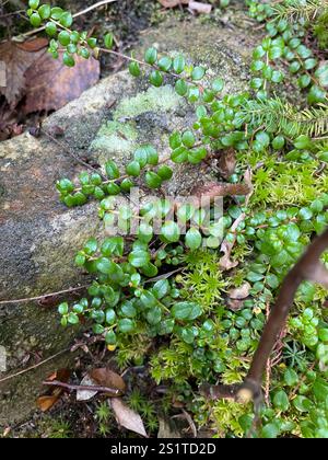 Kriechbeere (Gaultheria hispidula) Stockfoto