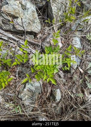 Western White Clematis (Clematis ligusticifolia) Stockfoto