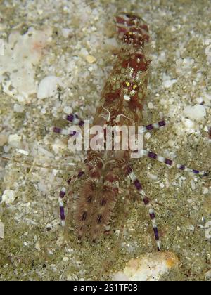 Blick von oben auf eine gut getarnte Garnele, gemeine marmorierte Garnele (Saron marmoratus), auf Sandboden, Tauchplatz Sodwana Bay National Park, Maputaland Stockfoto