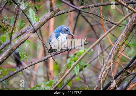 California Scrub-jay steht auf einem Baumzweig im Whitaker Ponds Nature Park in Portland, Oregon Stockfoto