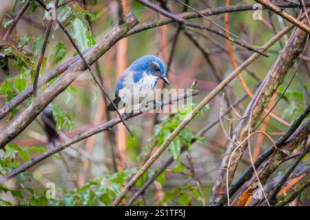 California Scrub-jay steht auf einem Baumzweig im Whitaker Ponds Nature Park in Portland, Oregon Stockfoto